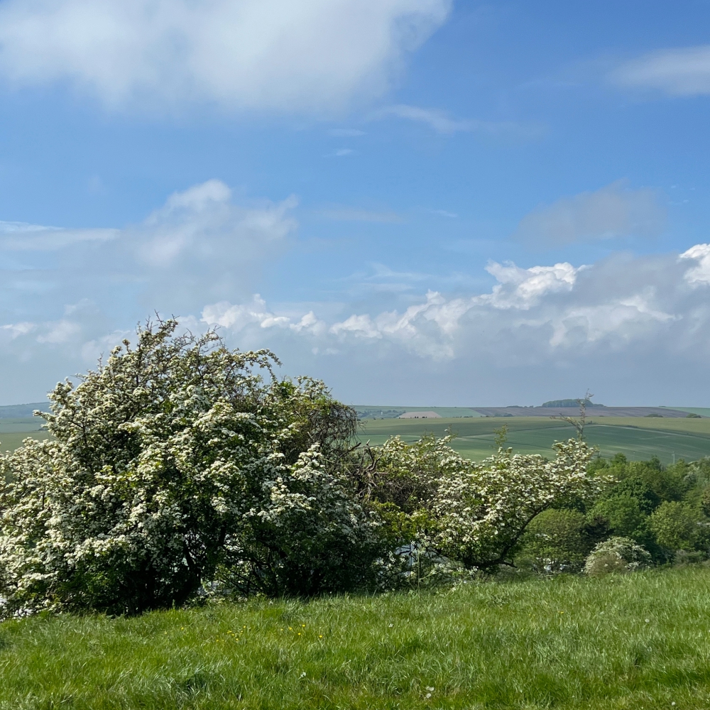 Natural resilience: Hawthorn in bloom on the Downs